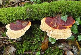 Attēlu rezultāti vaicājumam “Daedaleopsis confragosa”