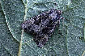 Attēlu rezultāti vaicājumam “Apamea epomidion”