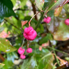 Attēlu rezultāti vaicājumam “Euonymus europaeus fruit”