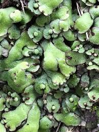 Attēlu rezultāti vaicājumam “Reboulia hemisphaerica”