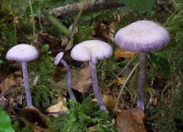 Attēlu rezultāti vaicājumam “Laccaria amethystina”