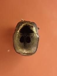 Attēlu rezultāti vaicājumam “Hypocaccus rugiceps”