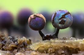 Attēlu rezultāti vaicājumam “Lamproderma violaceum”