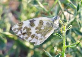 Attēlu rezultāti vaicājumam “Pontia edusa upperside”