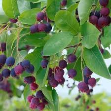 Attēlu rezultāti vaicājumam “Amelanchier spicata fruit”
