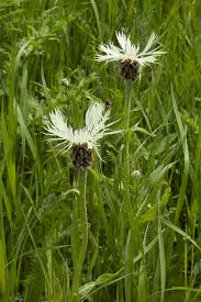 Attēlu rezultāti vaicājumam “Centaurea scabiosa leaf”