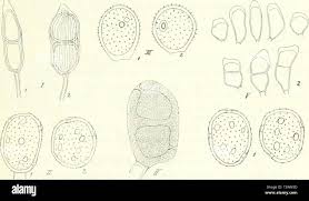 Attēlu rezultāti vaicājumam “Puccinia poarum”