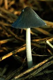 Attēlu rezultāti vaicājumam “Fuligo cinerea macro”