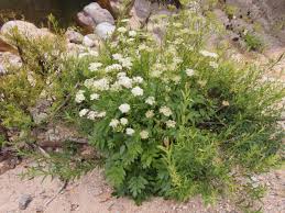Attēlu rezultāti vaicājumam “Pimpinella major leaf”