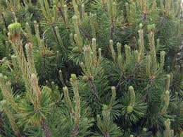 Attēlu rezultāti vaicājumam “Pinus pumila”