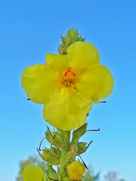 Attēlu rezultāti vaicājumam “Verbascum densiflorum flower”