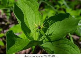 Attēlu rezultāti vaicājumam “Paris quadrifolia leaf”