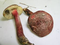 Attēlu rezultāti vaicājumam “Xerocomus chrysenteron”