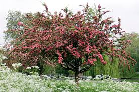 Attēlu rezultāti vaicājumam “Crataegus laevigata”