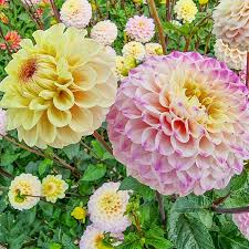 Image result for Dahlia x pinnata `Decorative Giants`