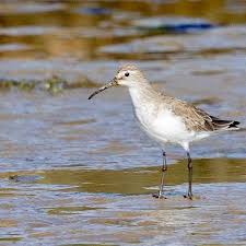 Attēlu rezultāti vaicājumam “Calidris ferruginea adult”