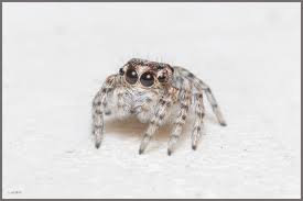 Attēlu rezultāti vaicājumam “Salticidae”