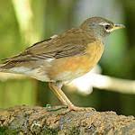 Image result for Turdus obscurus