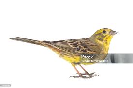 Attēlu rezultāti vaicājumam “Emberiza citrinella male”