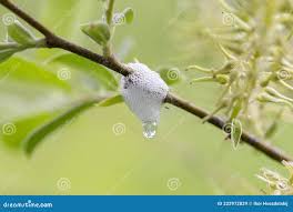 Attēlu rezultāti vaicājumam “Aphrophoridae nymph”