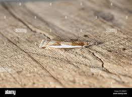 Attēlu rezultāti vaicājumam “Crambus hamella”