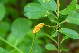 Attēlu rezultāti vaicājumam “Puccinia agrostidis”