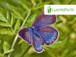 Attēlu rezultāti vaicājumam “Agrodiaetus amandus male”