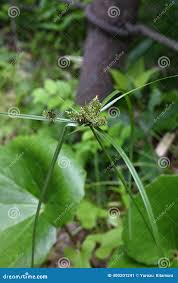 Attēlu rezultāti vaicājumam “Cyperaceae”