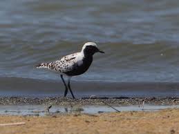 Image result for Charadrius asiaticus