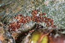 Attēlu rezultāti vaicājumam “Panonychus”