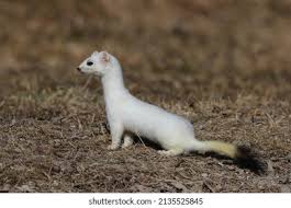 Attēlu rezultāti vaicājumam “Mustela nivalis adult”