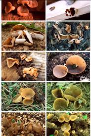 Attēlu rezultāti vaicājumam “Peziza varia”