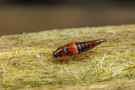 Attēlu rezultāti vaicājumam “Tachyporus sp.”