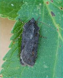 Attēlu rezultāti vaicājumam “Euxoa nigricans”