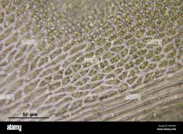 Attēlu rezultāti vaicājumam “Anomodon attenuatus”