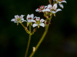 Attēlu rezultāti vaicājumam “Saxifraga cymbalaria flower”