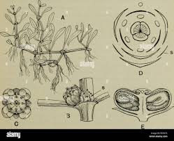 Attēlu rezultāti vaicājumam “Elatinaceae”