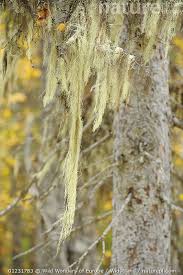 Attēlu rezultāti vaicājumam “Usnea filipendula”