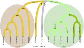 Attēlu rezultāti vaicājumam “Melampsora magnusiana”