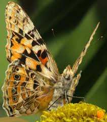 Attēlu rezultāti vaicājumam “Vanessa cardui underside”
