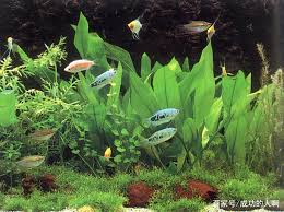 「扭蘭」的圖片搜尋結果