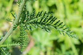Attēlu rezultāti vaicājumam “Achillea millefolium leaf”