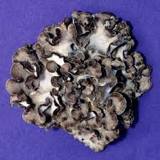 Attēlu rezultāti vaicājumam “Grifola frondosa”