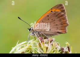 Attēlu rezultāti vaicājumam “Lycaena phlaeas underside”