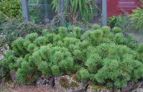 Attēlu rezultāti vaicājumam “Pinus mugo”