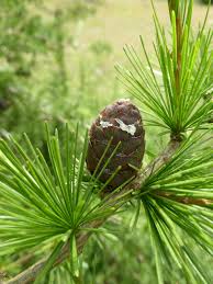 Attēlu rezultāti vaicājumam “Larix decidua”