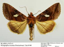 Attēlu rezultāti vaicājumam “Autographa excelsa”