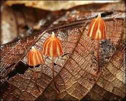 Attēlu rezultāti vaicājumam “Marasmius sp.”