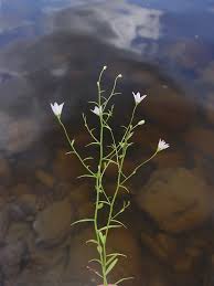 Attēlu rezultāti vaicājumam “Campanulaceae”