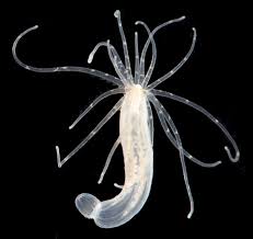 Image result for sea Anemone